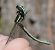 Ischnura elegans  - Fabio Angeli