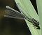 Ischnura elegans  - Fabio Angeli