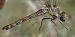 Sympetrum striolatum © Fabio Angeli