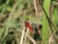 Crocothemis erythraea © Giorgio Leoni