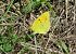 Colias crocea © Fabio Simonazzi