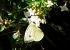 Pieris brassicae © Fabio Simonazzi