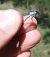 Lestes sponsa © Nicola Pilon