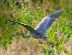 Airone rosso (Ardea purpurea) © Angelo Pasqua