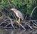 Nitticora (Nycticorax nycticorax) © Angelo Pasqua