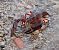Gambero rosso della Louisiana (Procambarus clarkii) © Angelo Pasqua