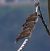 Tortora selvatica (Streptopelia turtur) © Angelo Pasqua