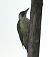 Picchio verde (Picus viridis) © Angelo Pasqua
