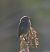 Stiaccino (Saxicola rubetra) © Angelo Pasqua