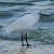 Garzetta (Egretta garzetta) © Angelo Pasqua