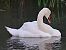 Cigno reale (Cygnus olor) © Angelo Pasqua