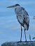 Airone cenerino (Ardea cinerea) © Angelo Pasqua