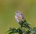 Linotte mélodieuse (Linaria cannabina) © Angelo Pasqua
