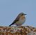 Traquet motteux (Oenanthe oenanthe) © Angelo Pasqua