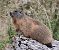 Marmotte des Alpes (Marmota marmota) © Angelo Pasqua