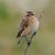 Tarier des prés (Saxicola rubetra) © Angelo Pasqua