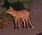 Renard roux (Vulpes vulpes) © Angelo Pasqua
