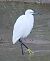 Garzetta (Egretta garzetta) © Angelo Pasqua