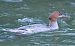 Smergo maggiore (Mergus merganser) © Angelo Pasqua