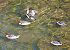 Smergo maggiore (Mergus merganser) © Angelo Pasqua