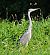 Airone cenerino (Ardea cinerea) © Angelo Pasqua