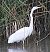 Airone bianco (Ardea alba) © Angelo Pasqua