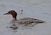 Smergo maggiore (Mergus merganser) © Angelo Pasqua