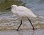 Little Egret (Egretta garzetta) © Angelo Pasqua