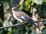 Balia nera (Ficedula hypoleuca) © Angelo Pasqua