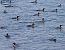 Smergo maggiore (Mergus merganser) © Angelo Pasqua