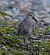 Piovanello pancianera (Calidris alpina) © Angelo Pasqua