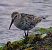 Piovanello pancianera (Calidris alpina) © Angelo Pasqua