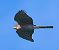 Épervier d'Europe (Accipiter nisus) © Angelo Pasqua
