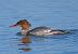 Smergo maggiore (Mergus merganser) © Angelo Pasqua