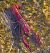 Gambero rosso della Louisiana (Procambarus clarkii) © Angelo Pasqua
