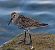 Piovanello pancianera (Calidris alpina) © Angelo Pasqua