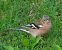 Fringuello (Fringilla coelebs) © Angelo Pasqua