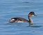 Svasso piccolo (Podiceps nigricollis) © Angelo Pasqua