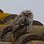 Civetta (Athene noctua) © Angelo Pasqua