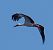 Cicogna bianca (Ciconia ciconia) © Angelo Pasqua