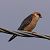 Faucon kobez (Falco vespertinus) © Angelo Pasqua