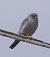 Falco cuculo (Falco vespertinus) © Angelo Pasqua