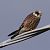 Falco cuculo (Falco vespertinus) © Angelo Pasqua