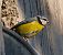 Cinciarella (Cyanistes caeruleus) © Angelo Pasqua