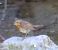 Pettirosso (Erithacus rubecula) © Angelo Pasqua