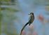 Martin pescatore (Alcedo atthis) © Luigi Gennari