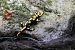 Salamandra pezzata (Salamandra salamandra) © Gaspare Adinolfi