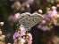 Azuré de Lang (A. de la luzerne) (Leptotes pirithous) © Mirko Tomasi