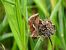 Macdunnoughia confusa © Mirko Tomasi
