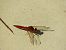 Crocothémis écarlate (Crocothemis erythraea) © Maria Rita Gelso